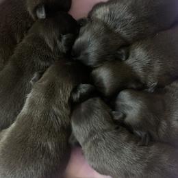 Pug Puppies from The Grumble Pack