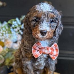 Clover - Merle male Bernedoodle puppy in Snohomish, Washington from Refined Doodles