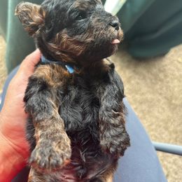 Boy 1 - Parti Poodle puppy in Texas from Paw Prints Of Poodles and Doodles.
