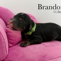 Brandon - Tri-color male Bernedoodle puppy in Comanche, Texas from Central Texas Doodles, LLC.