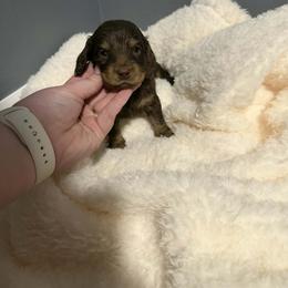 Dachshund puppies from White Oak Kennels