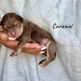 Caramel - Chocolate merle male Bernedoodle puppy in Pennsylvania from Bells Bernedoodles