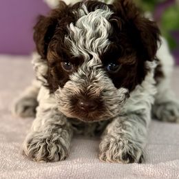 Denali - Parti male Miniature Schnauzer puppy in Aurora, Missouri from Crazy 'Bout Schnauzers