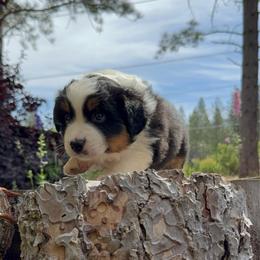 Nyx - Black tri male Miniature Australian Shepherd puppy in Shingletown, California from Whiskeytown Aussies