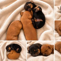 Dachshund Puppies from Dachshundsnextdoor