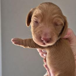 AKC Longhaired Cream Chase - Cream male Dachshund puppy in Los Angeles, California from Sterling Dachshunds