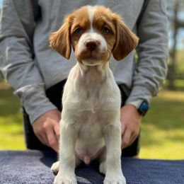 White Boy - Orange and white male Brittany puppy in Milner, Georgia from Hi-Hope Kennel