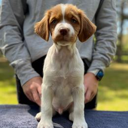 White Boy - Orange and white male Brittany puppy in Milner, Georgia from Hi-Hope Kennel