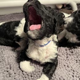 Poodle Puppies from Apricity Poodles