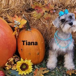 Tiana - Miniature Schnauzer puppy in Vernal, Utah from High Uinta Schnauzers