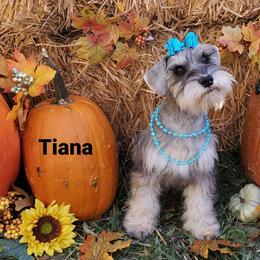 Tiana - Miniature Schnauzer puppy in Vernal, Utah from High Uinta Schnauzers