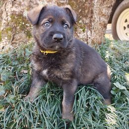 German Shepherd Puppies from Reddington Shepherds
