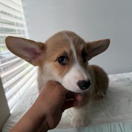 Ripley -Ready to go- - Red female Pembroke Welsh Corgi puppy in St Clair, Missouri from A Spot Of Blue Great Danes/ Marshland Corgis