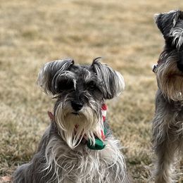 Miniature Schnauzers from Happy Schnauzer