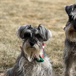 Miniature Schnauzers from Happy Schnauzer