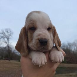 Teddy 2700.00 - Red and white male Basset Hound puppy in Denison, Texas from Emma Lou's Baby Bassets