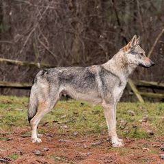 Saber - Czechoslovakian Vlcak