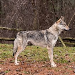 Saber - Czechoslovakian Vlcak