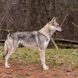 Saber - Czechoslovakian Vlcak