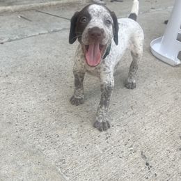 German Shorthaired Pointers from Third Coast Pointers