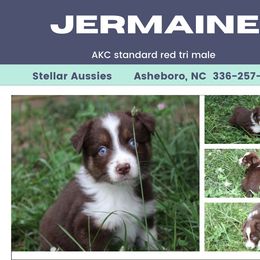 Jermaine - Red tri-color male Australian Shepherd puppy in Asheboro, North Carolina from Stellar Aussies