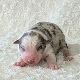 Levi - Blue merle male Australian Shepherd puppy in Falcon, Missouri from Edge Farm LLC