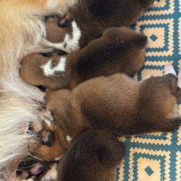 Owen - Red male Pembroke Welsh Corgi puppy in Inola, Oklahoma from Pine Lane Pembrokes