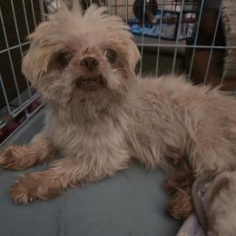 Tinye - Shih Tzu