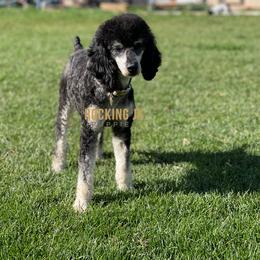 Rosie - Poodle