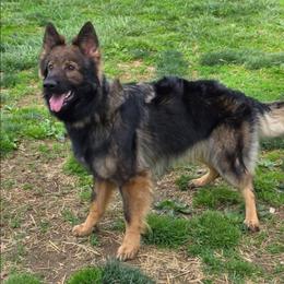 Ida - Sable female German Shepherd puppy in Oscoda, Michigan from Sstar