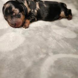 Vinny - Dapple male Dachshund puppy in Modesto, California from Cabrera Family Kennels