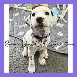 Dalmatian Puppies from Rainier DALS LUA Dalmatians of Washington
