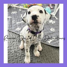 Dalmatian Puppies from Rainier DALS LUA Dalmatians of Washington