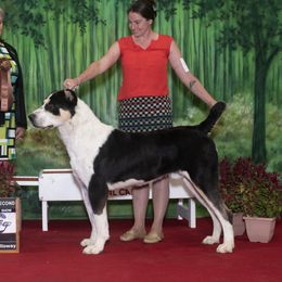 Archer - Central Asian Shepherd Dog
