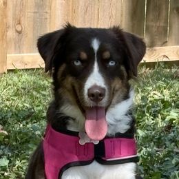 Bindee - Miniature Australian Shepherd