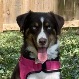 Bindee - Miniature Australian Shepherd