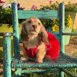 Delta - Cream female Dachshund puppy in New Albany, Mississippi from Double A. Doxies