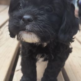 Cavapoo Puppies from Poppying Up Puppies