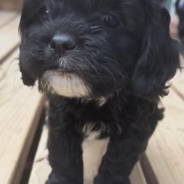 Cavapoo Puppies from Poppying Up Puppies