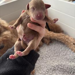 Black Boy - Red  male Goldendoodle puppy in Lewisville, Texas from Zink Doodles