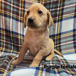 Girl 5 - Yellow female Labrador Retriever puppy in Potosi, Wisconsin from Point and Flush Gun Dogs