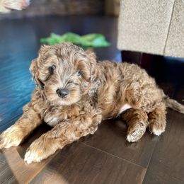 Aussiedoodle Puppies from Aussie Doodles Arizona
