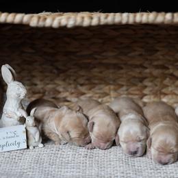 Jasmine - Golden female Golden Retriever puppy in Payette, Idaho from Stonewick Retrievers