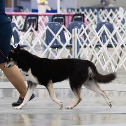 Siberian Huskies from The Flying Husky Kennel