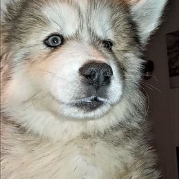 Siberian Husky Puppies from Blue Moon Siberian Husky Haven