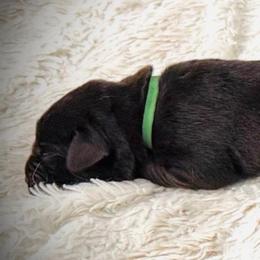 Ember - Chocolate female Labrador Retriever puppy in California from High Quality Labrador Retrievers and French Bulldogs