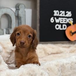 Cinnamon Dolce - Red female Dachshund puppy in Goodyear, Arizona from AZ Low Life Doxies