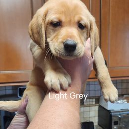 6th Pick Female - Labrador Retriever puppy in Moses Lake, Washington from Kreger Lake Kennels