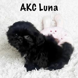 AKC Luna - Black female Shih Tzu puppy in Greenville, South Carolina from Babyface Shih Tzu