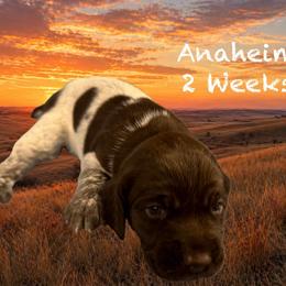 Anaheim - Liver and white female German Shorthaired Pointer puppy in Columbus, Nebraska from Prancy Pawz